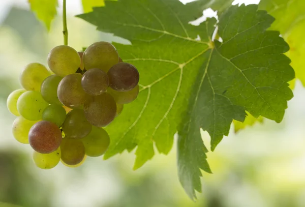 Uvas frescas verdes e vermelhas — Fotografia de Stock