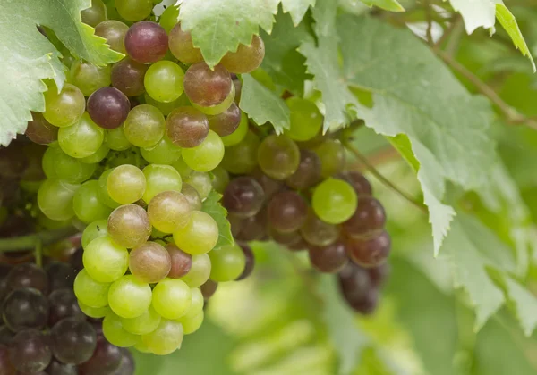 Uvas frescas verdes e vermelhas — Fotografia de Stock