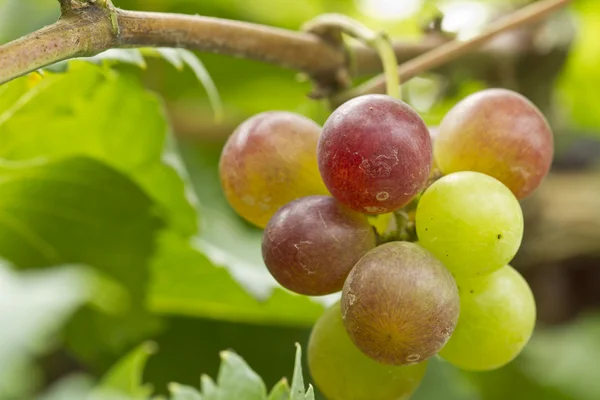 Érett szőlőt termett, ága — Stock Fotó