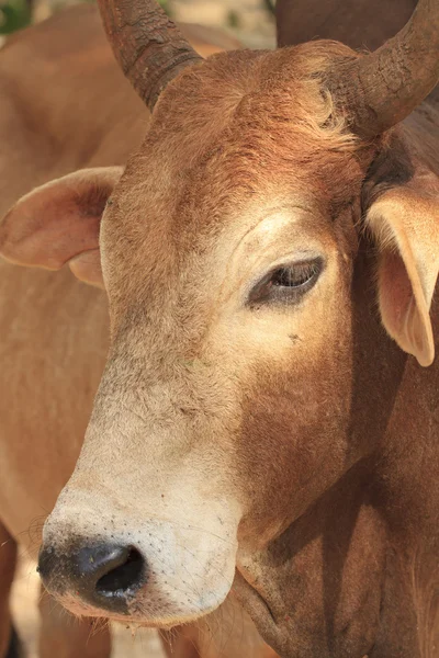 Chiudi la faccia mucca — Foto Stock