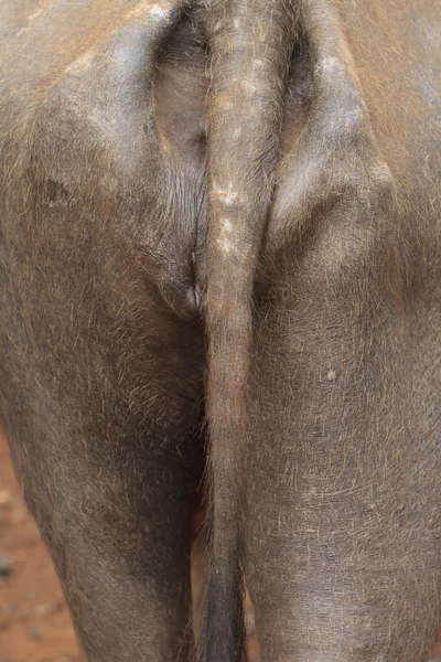 Buffalo kuyruk.