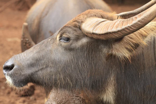 Gros plan de buffle thaïlandais — Photo