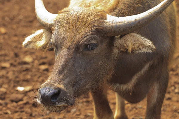 Closeup de búfalo tailandês — Fotografia de Stock