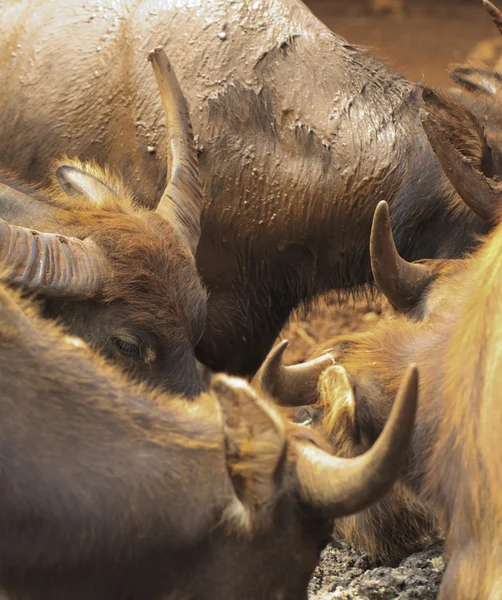 Nahaufnahme von thailändischen Büffeln — Stockfoto