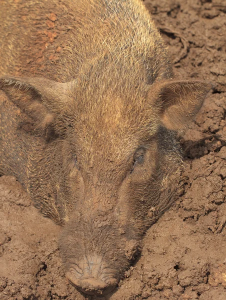 Wild boar male close up — Stock Photo, Image