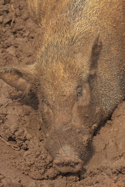 Wild boar male close up — Stock Photo, Image