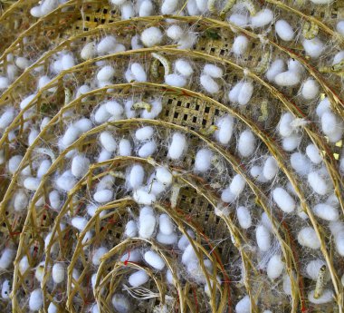 ipekböceği kozası