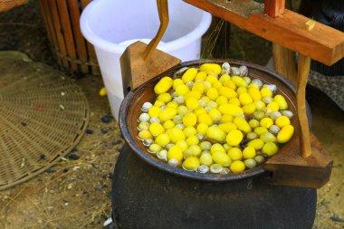 haşlanmış ipekböceği kozası