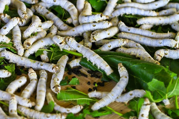 Silkworms — Stock Photo, Image