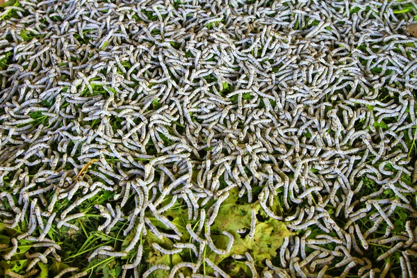 Silkworms — Stock Photo, Image