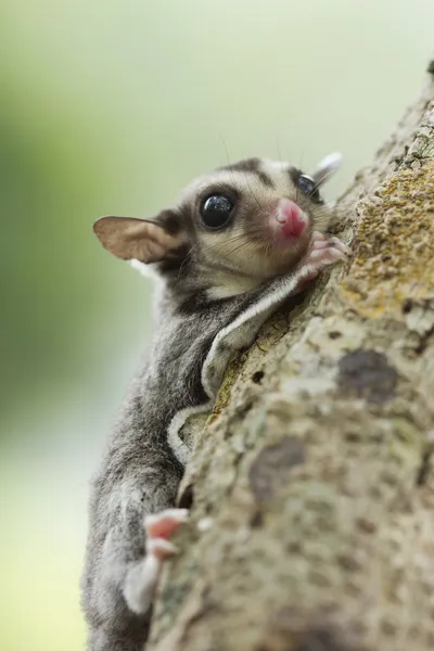 Sugar glider — Stock Photo, Image