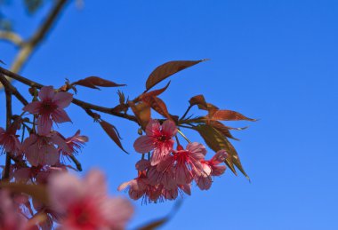 Herry çiçekleri mavi gökyüzü
