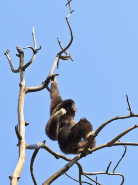 Beyaz kişili gibbon