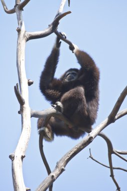 Beyaz kişili gibbon