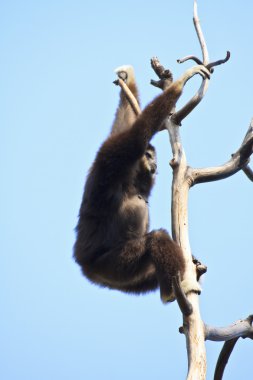 Beyaz kişili gibbon