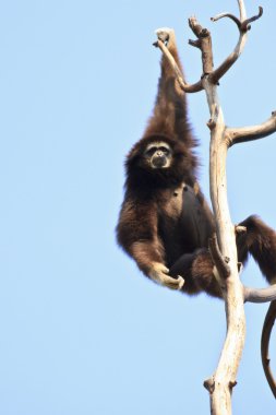 Beyaz kişili gibbon