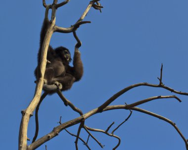 Beyaz kişili gibbon