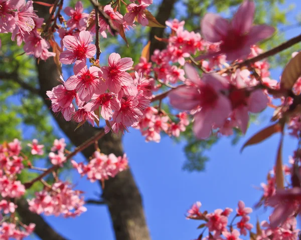 Herry blossoms against blue sky — Stock Photo, Image