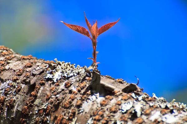 Třešňové květy proti modré obloze — Stock fotografie