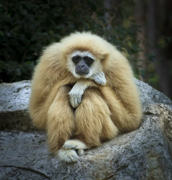 Bílý gibbon — Stock fotografie