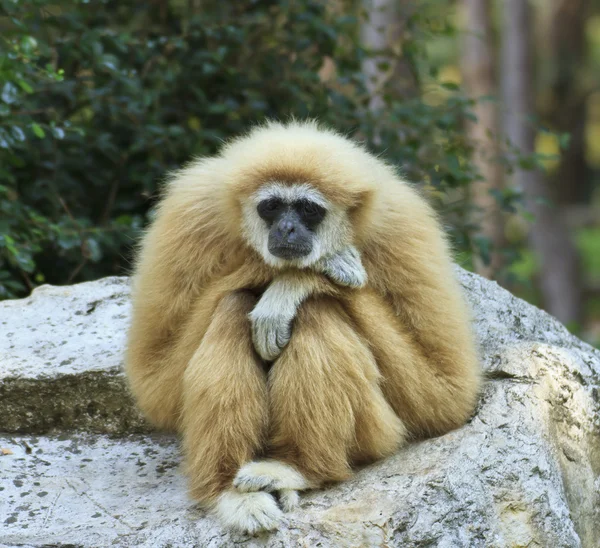 White-handed gibbon — Stock Photo, Image