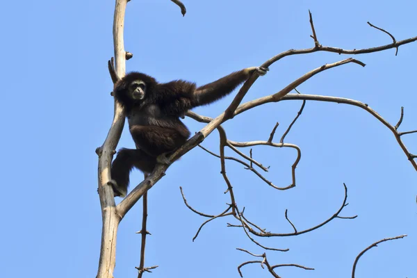 Gibbon à mains blanches — Photo