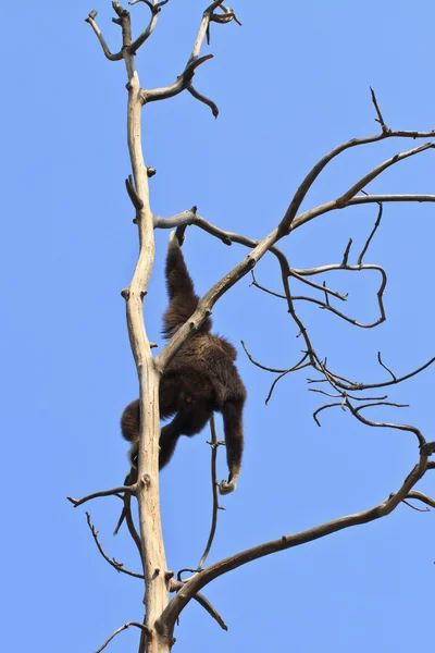 Vit-manna gibbon — Stockfoto