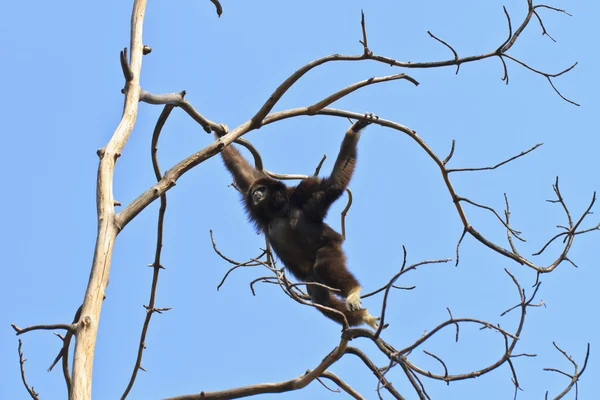 White handed gibbon — Stock Photo, Image