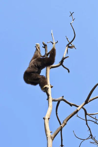 White-handed gibbon — Stock Photo, Image