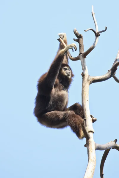 White-handed gibbon — Stock Photo, Image