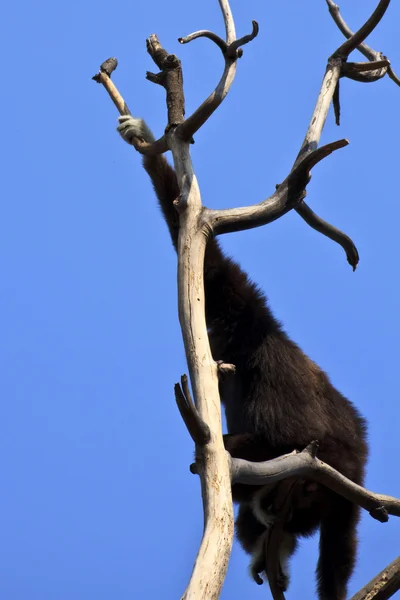 Bílý podal gibbon — Stock fotografie