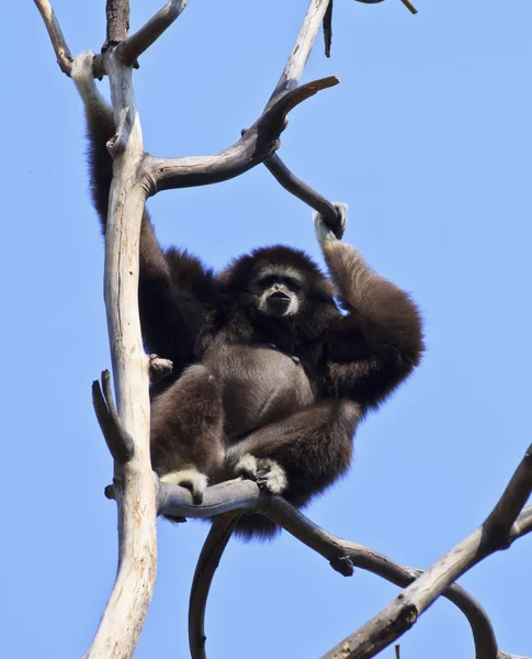 Gibbone dalle mani bianche — Foto Stock
