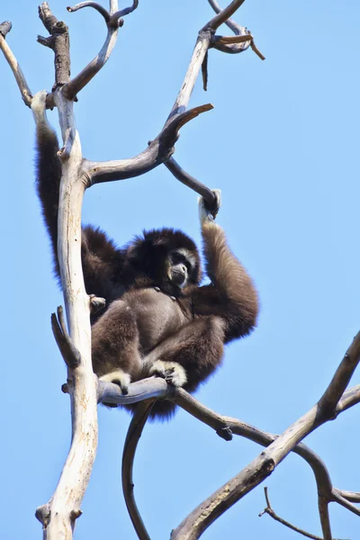 White-handed gibbon — Stock Photo, Image