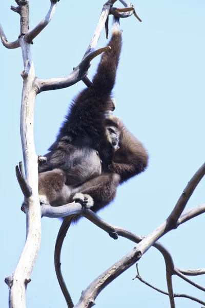 Gibbon à mains blanches — Photo