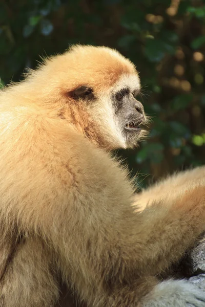 Gibbone dalle mani bianche — Foto Stock
