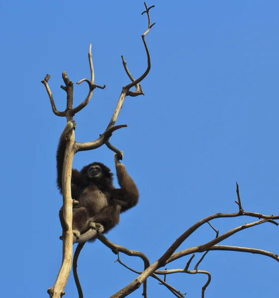 Vit-manna gibbon — Stockfoto