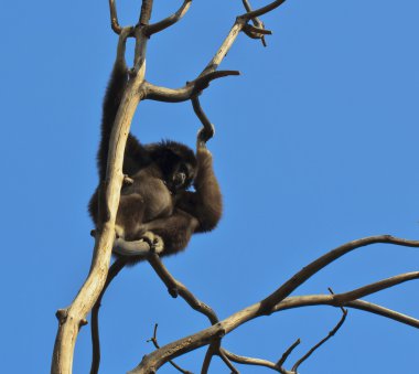 Beyaz kişili gibbon
