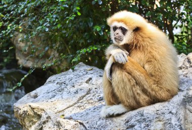 Beyaz kişili gibbon