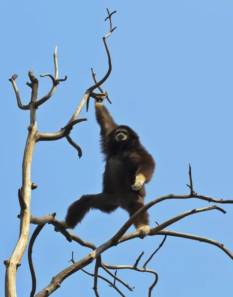 White-handed gibbon — Stock Photo, Image