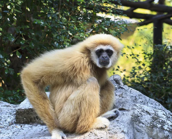 White-handed gibbon — Stock Photo, Image