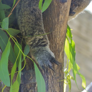 Curious koala clipart