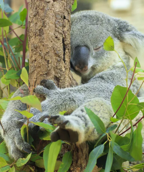 Kíváncsi koala — Stock Fotó