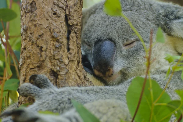 Kíváncsi koala — Stock Fotó