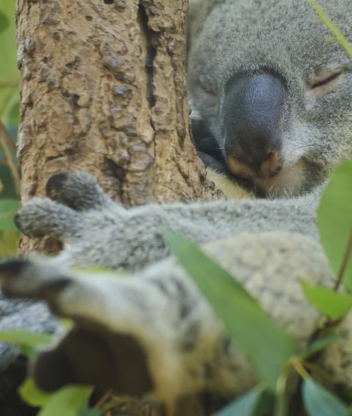 Kíváncsi koala — Stock Fotó