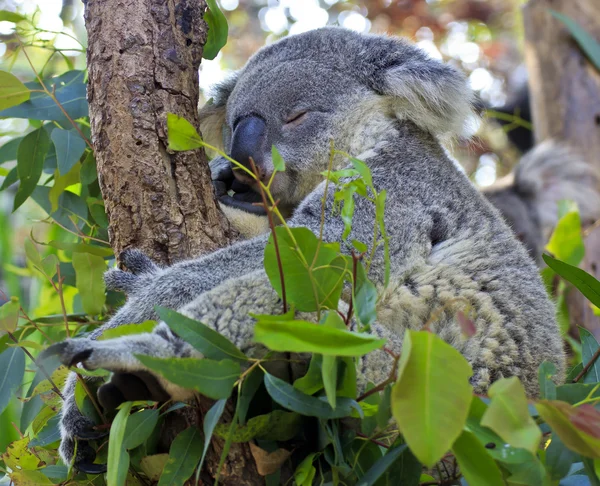 Neugierige Koalas — Stockfoto