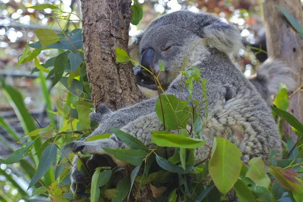 Ciekawy koala — Zdjęcie stockowe