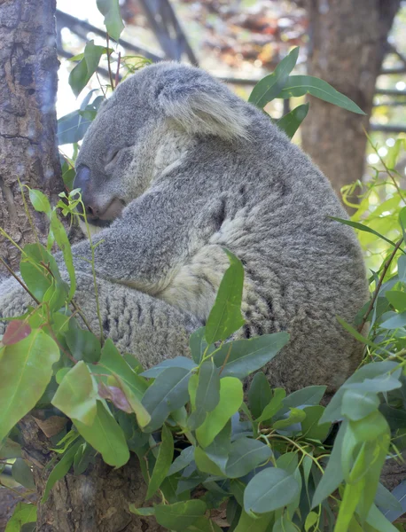 Kíváncsi koala — Stock Fotó