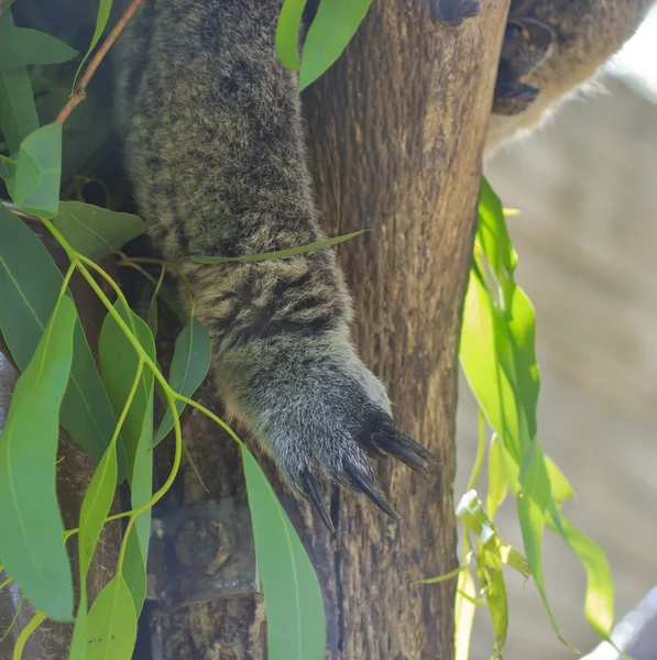 Curioso koala — Foto de Stock