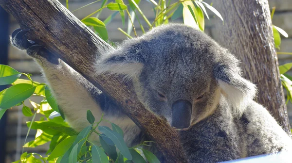 Zvědavý koala — Stock fotografie