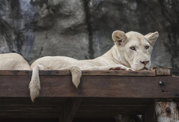 White young lion — Stock Photo, Image